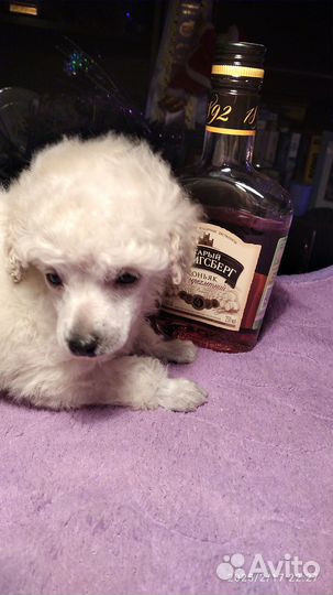 Щенки той пуделя