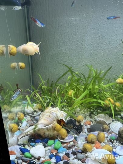 Улитки ампулярии