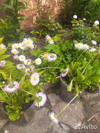 Рассада цветов