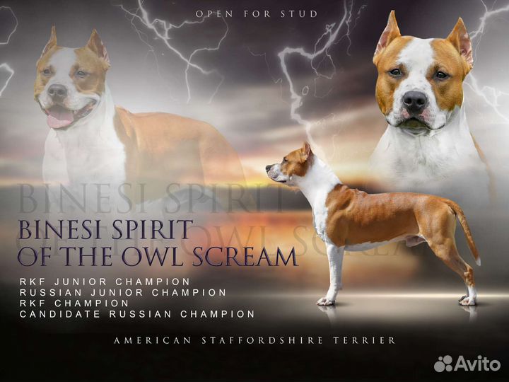 Вязка амстафф