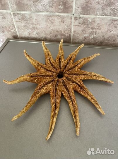 Морская звезда