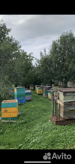 Пчелосемьи