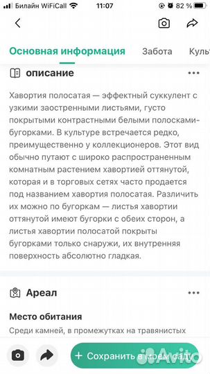 Комнатные растения цветы