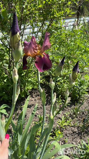 Ирисы бородатые сортовые