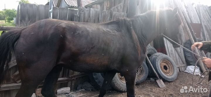 Продам лошадь