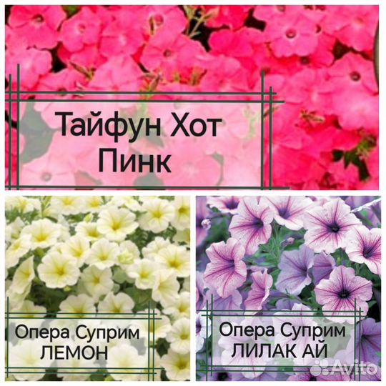 Петуния ампельная