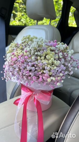 Гипсофила в коробке