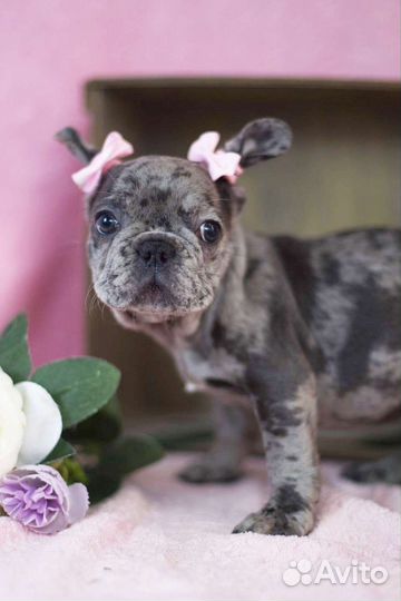 Французский бульдог