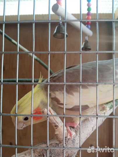 Взрослые кореллы