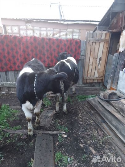 Быка и телёнок