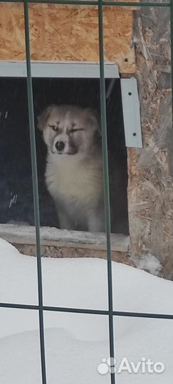 Щенки для охраны