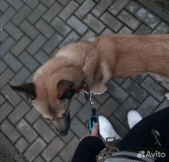 Выгул собак