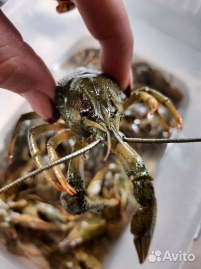Продажа Волжского рака
