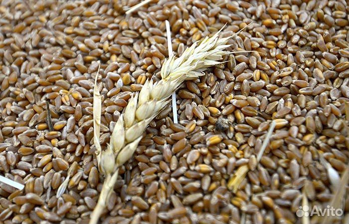 Закупаю зерно, ячмень, пшеница, горох, овес