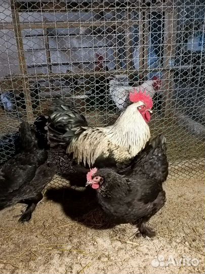 Маран ч/с, г/с яи