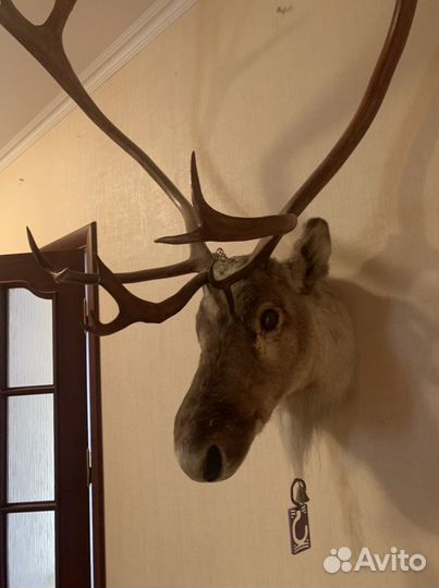 Чучело головы оленя с рогами