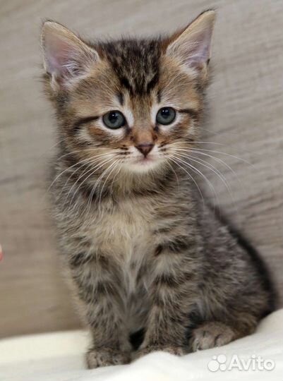 Кошка около 2 мес