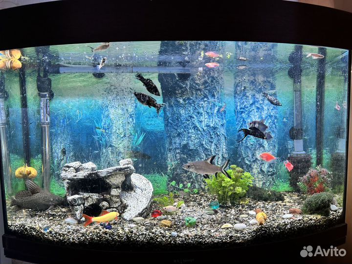 Аквариум с тумбой 120 литров. Весь комплект и рыбы
