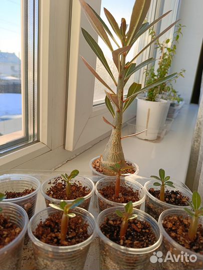 Комнатные цветы