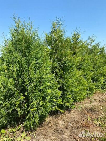 Туя Брабант 100-120см