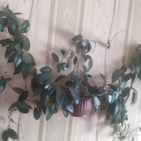 Рассада цветов