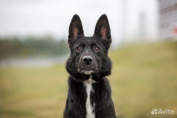 Бутч из приюта ищет дом