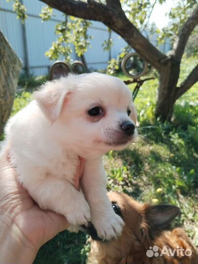 Щенки чихуахуа