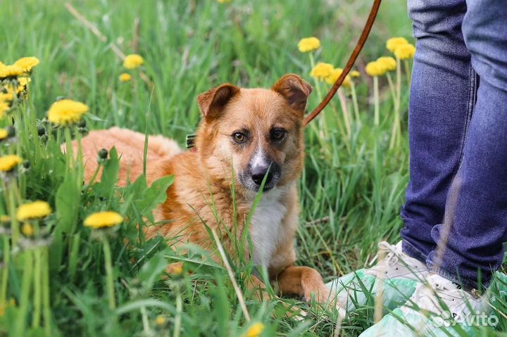 Рыжое счастье