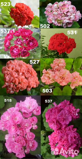 Пеларгонии розебудные\розоцветные-укорененные чер