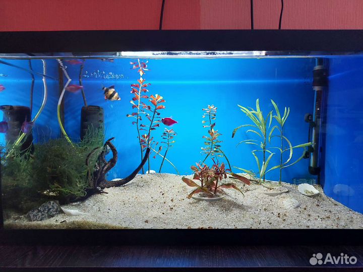 Аквариум 60л под ключ