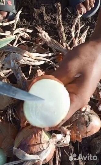 Лук на выгонку пера