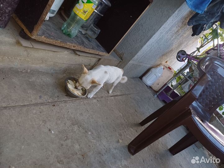 Отдам в добрые руки, осталось трое щенят