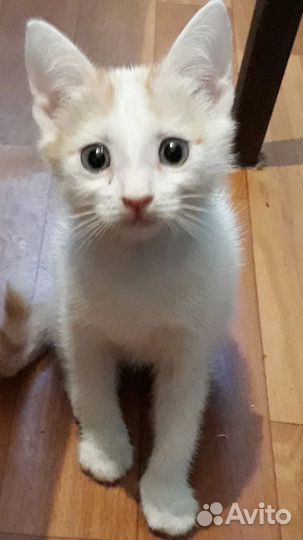 Милые котята ищут дом