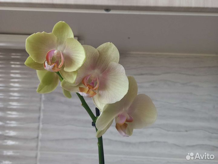 Орхидея фаленопсис