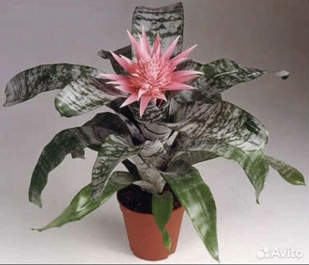 Эхмея - экзотический комнатный цветок