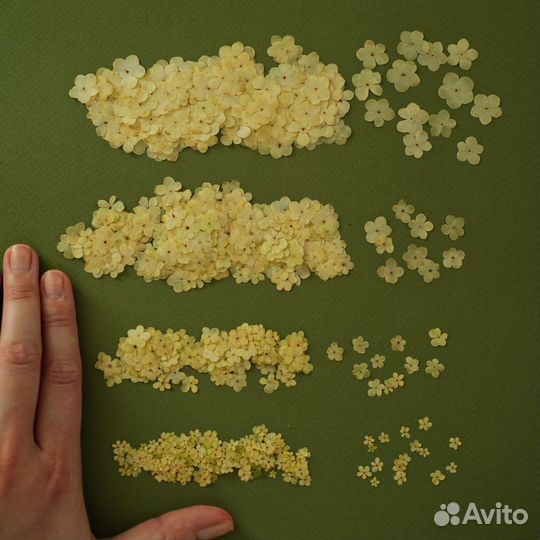 Сухоцветы для свечей и мыла