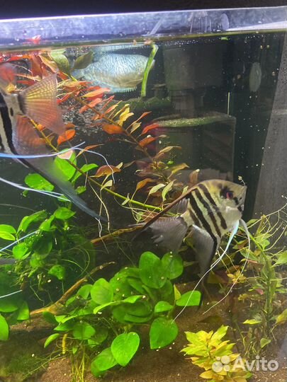 Аквариум