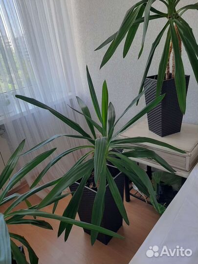 Комнатное растение