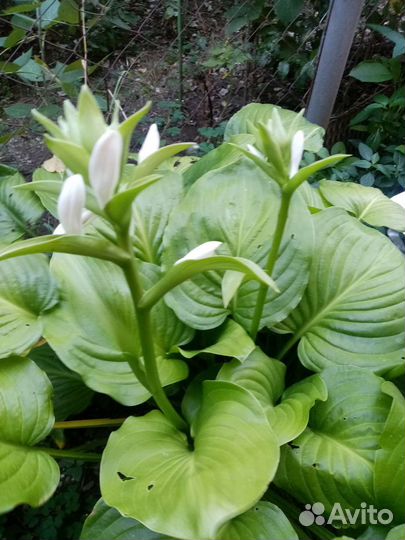 Хоста белая