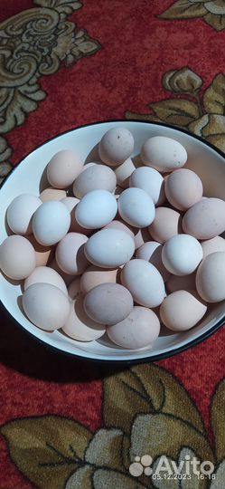 Домашние куриные яйца