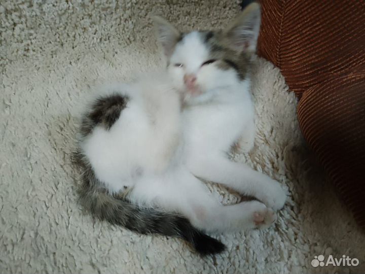 Котёнок. Мальчик