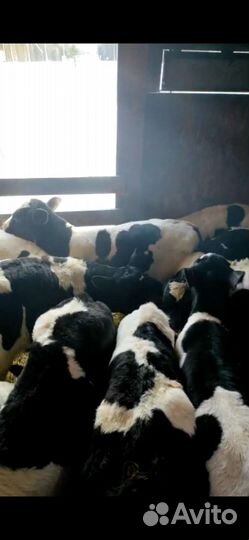 Бычки телята