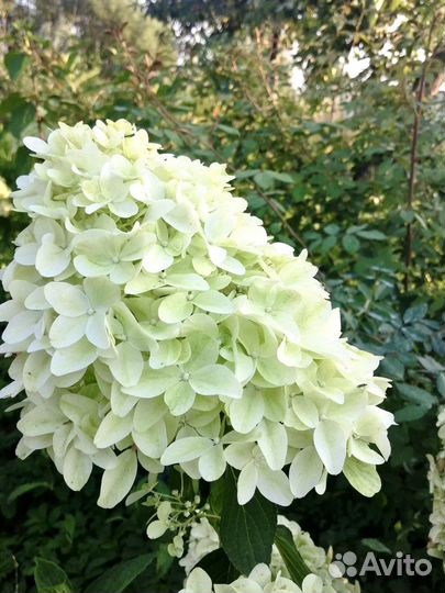 Гортензия метельчатая Скайфолл