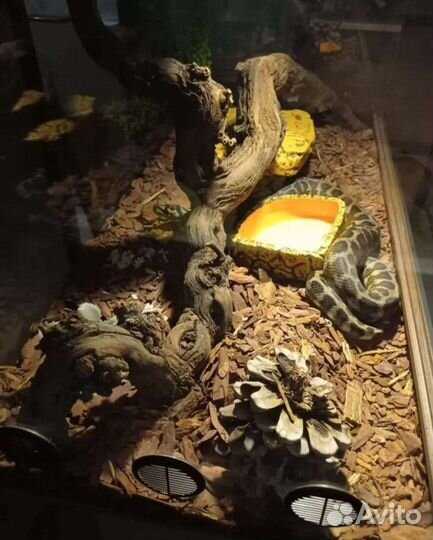 Удав/змейка с террариумом (новый)