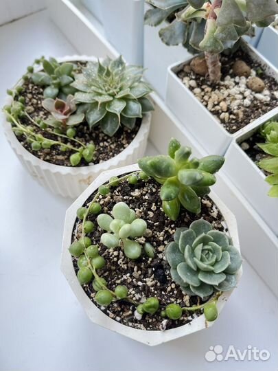 Суккуленты