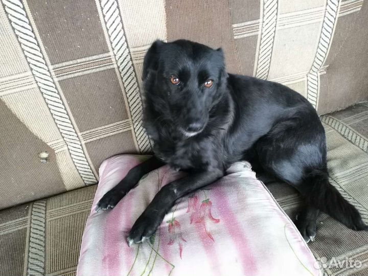 Собака Найда, 5.5 лет, месяц корма в подарок