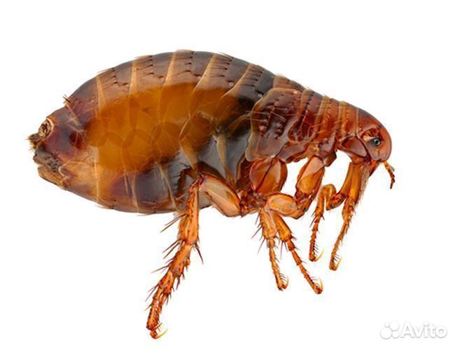 Уничтожение клопов,тараканов,крыс,блох,грибка