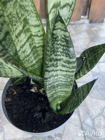 Сансевиерия