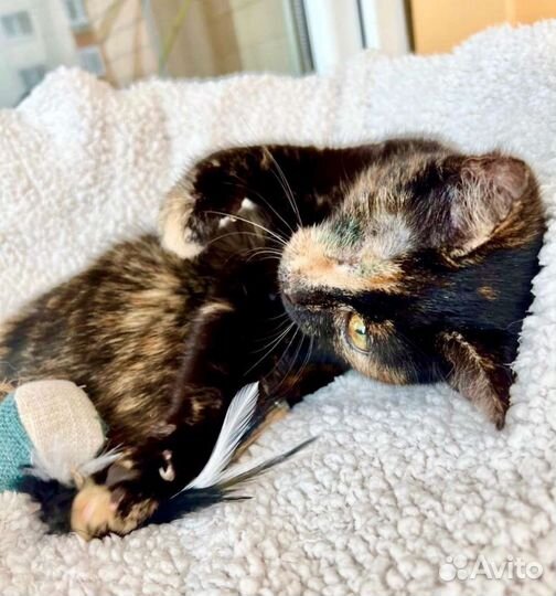 Особенная котёнок Корица