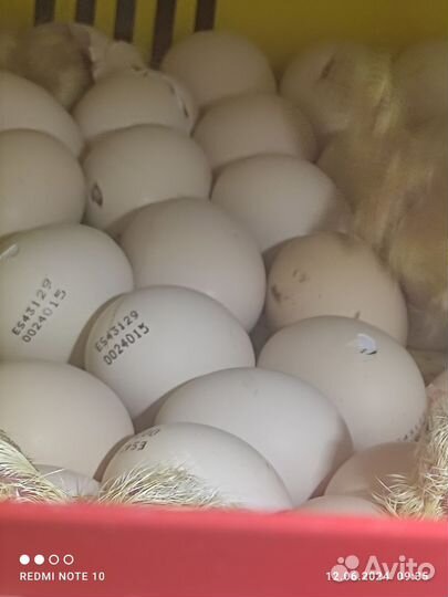 Подрощенные Цыплята- Мастер Грейс